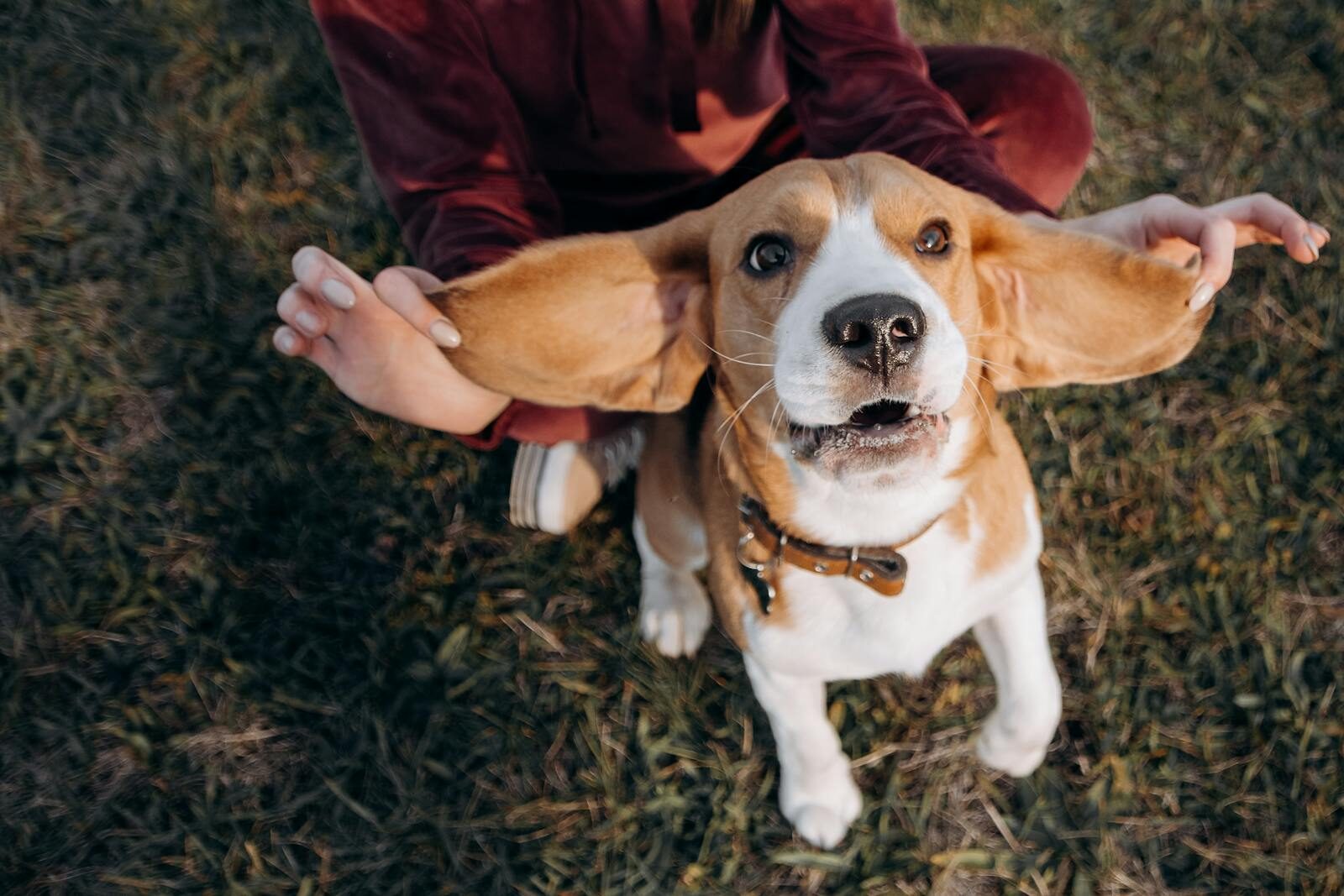 A cute beagle puppy joyfully playing outside with its floppy ears spread wide.