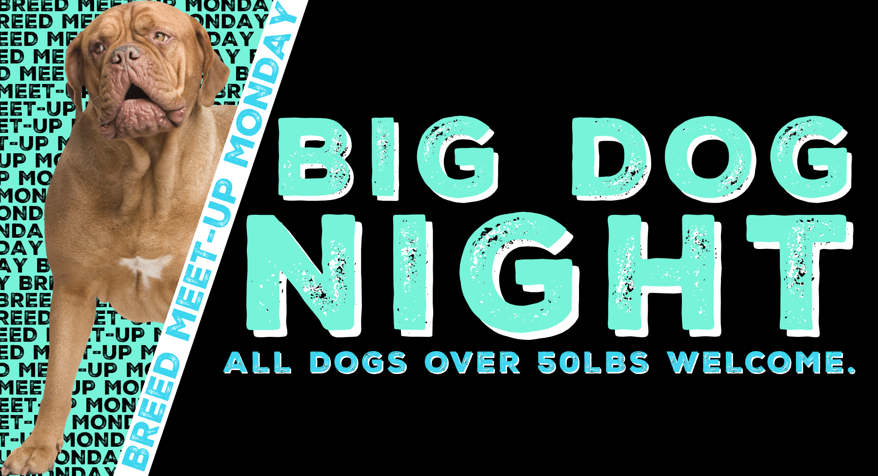 Big Dog Night