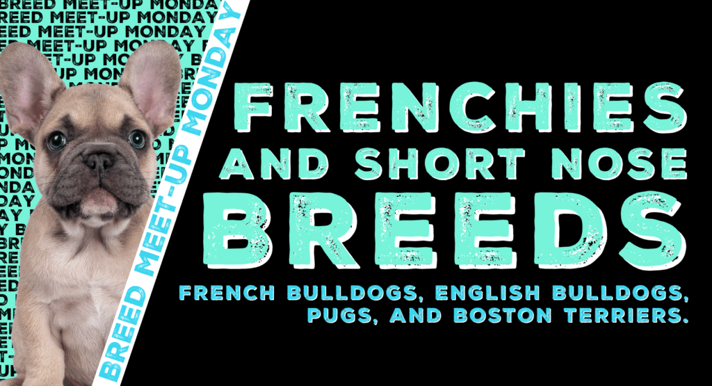 Frenchies & Short-Nose Breeds