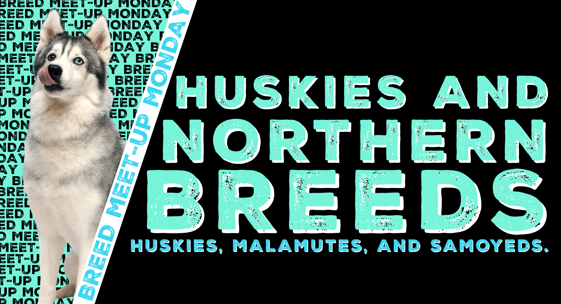 Huskies & Northern Breeds