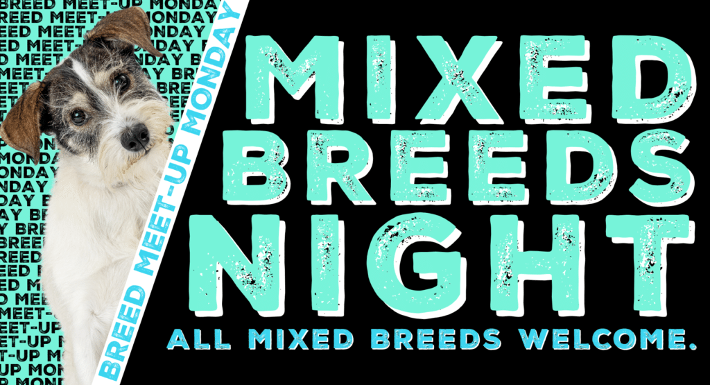 Mixed Breeds Night