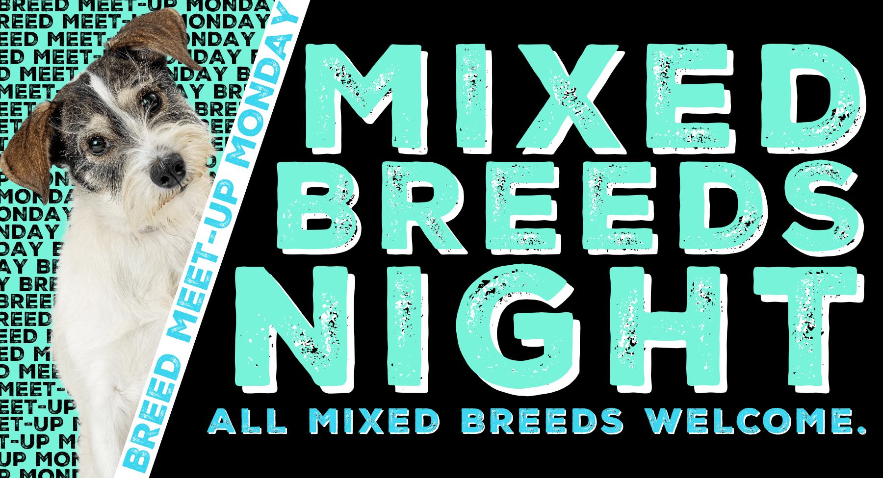 Mixed Breeds Night