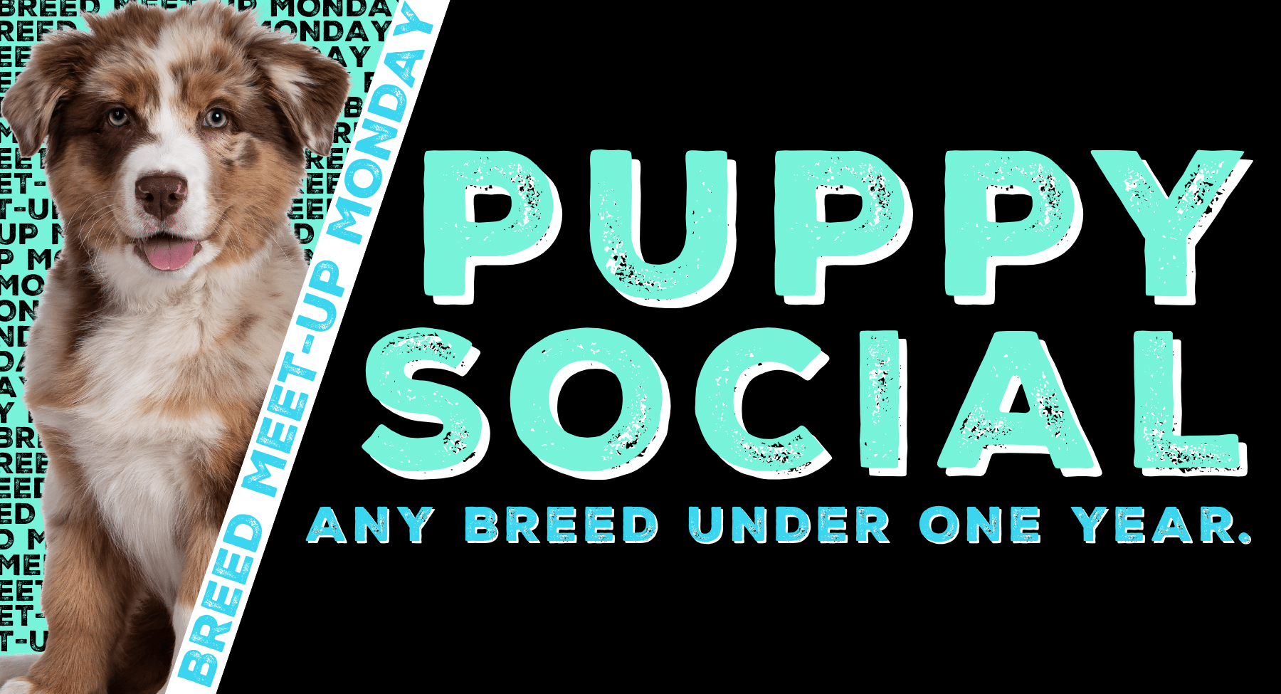 Puppy Social