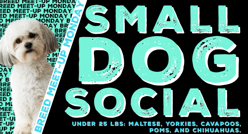 Small Dog Social
