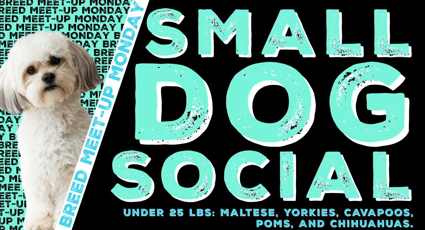 Small Dog Social