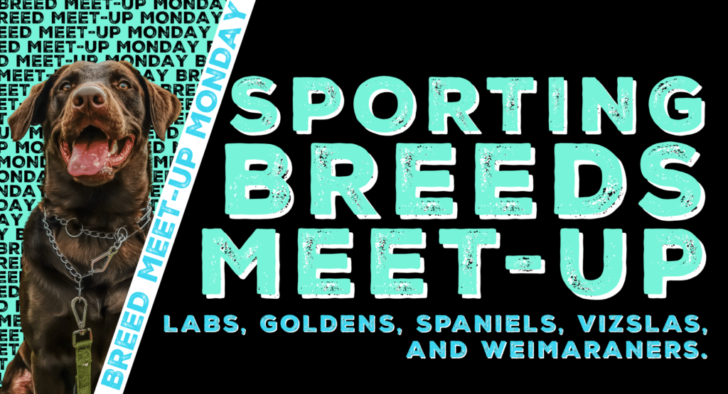 Sporting Breeds Meetup