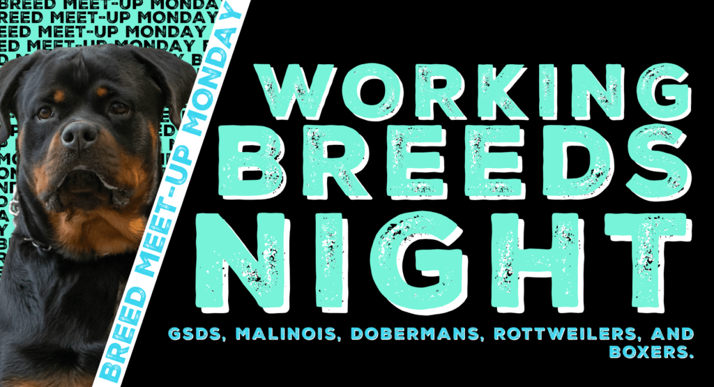 Working Breeds Night