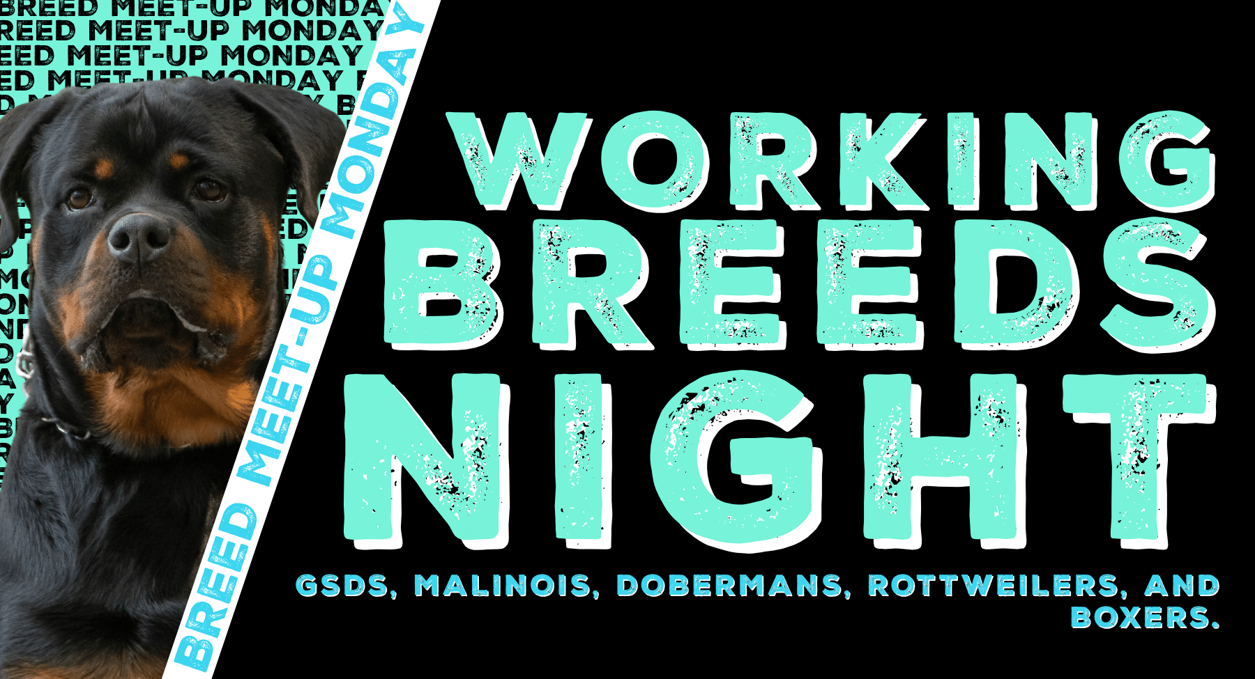 Working Breeds Night