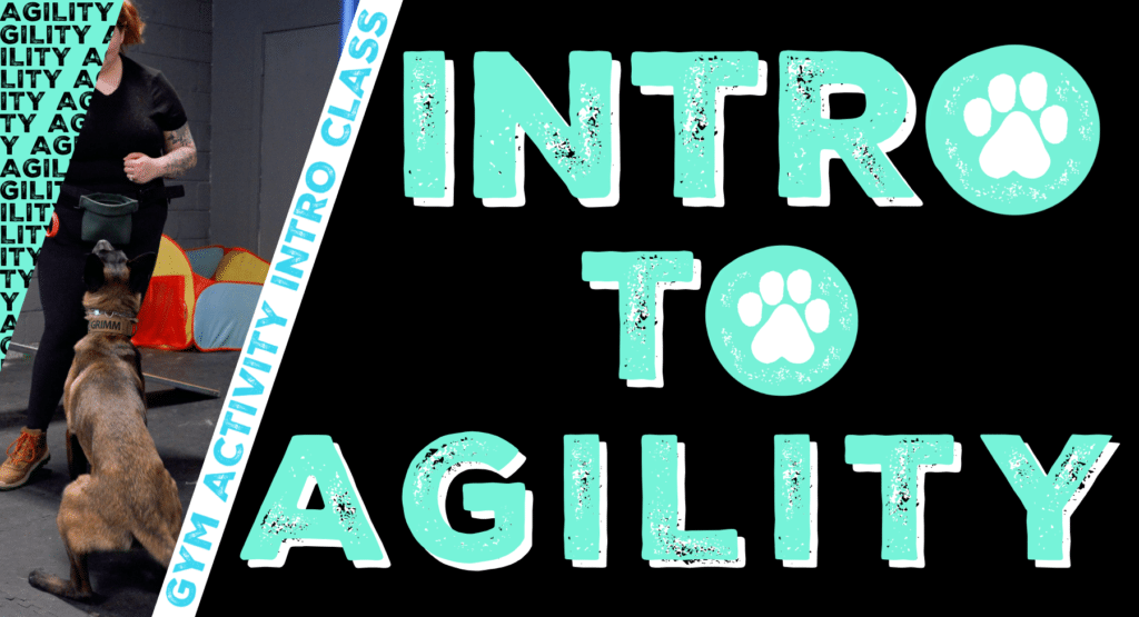 Gym Activity Introduction Class: Intro to Agility
