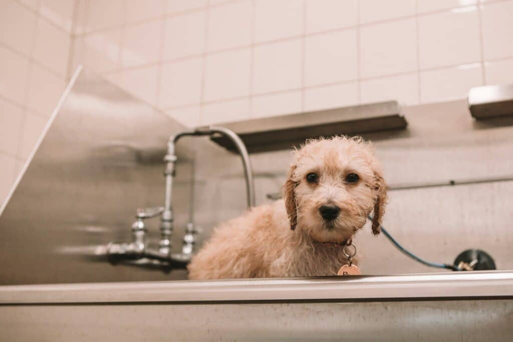 dog bath in arlington virginia