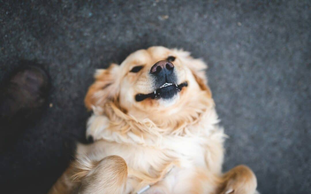 Why Dog Owners Choose Doggie Day Care in Arlington, Virginia That Feels More Purposeful