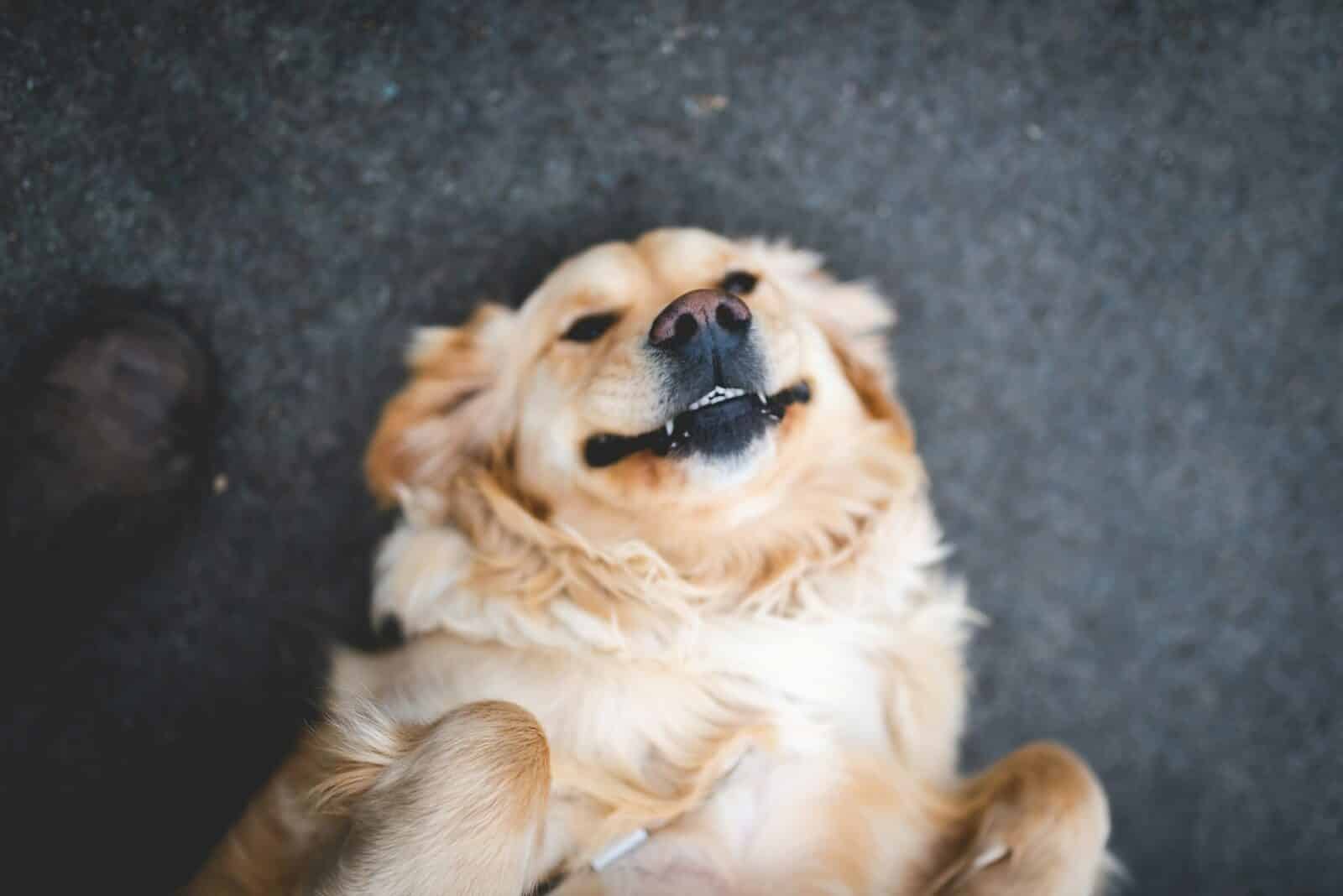 doggie day care in arlington virginia