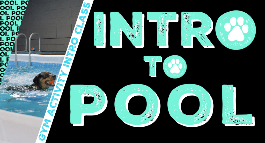 Gym Activity Introduction Class: Intro to Pool