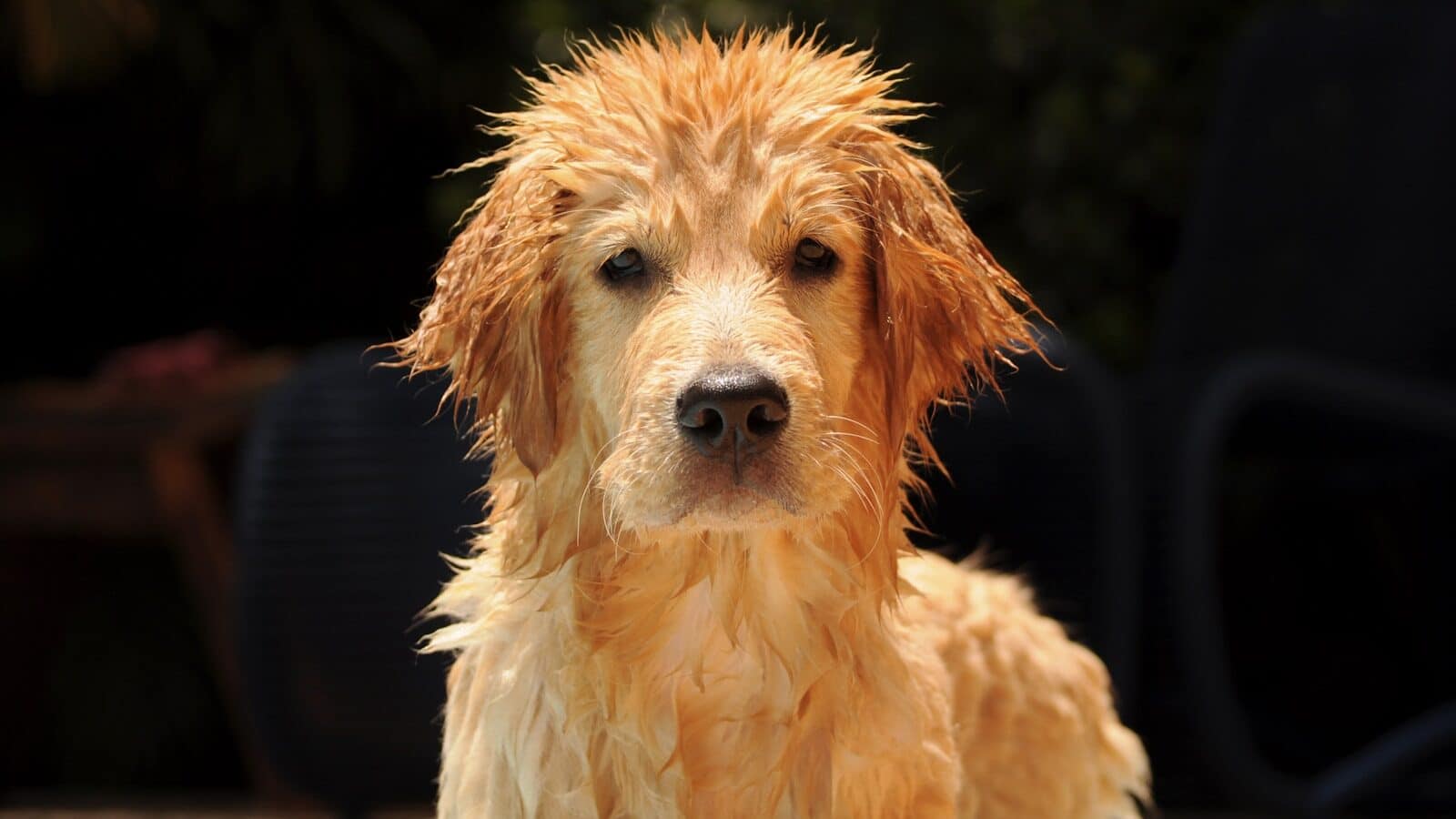 golden retriever puppy in close up photography