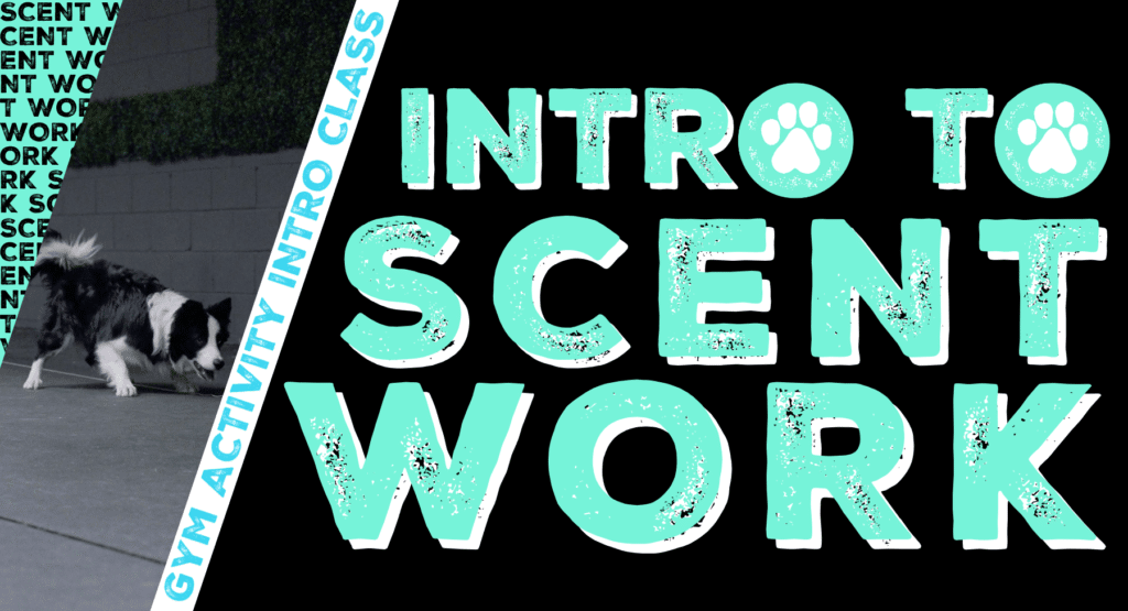 Gym Activity Introduction Class: Intro to Scent Work