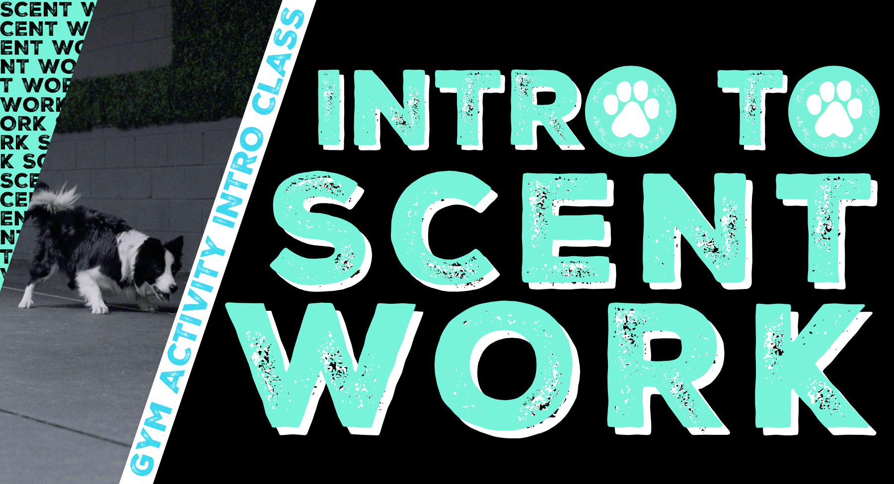 Gym Activity Introduction Class: Intro to Scent Work