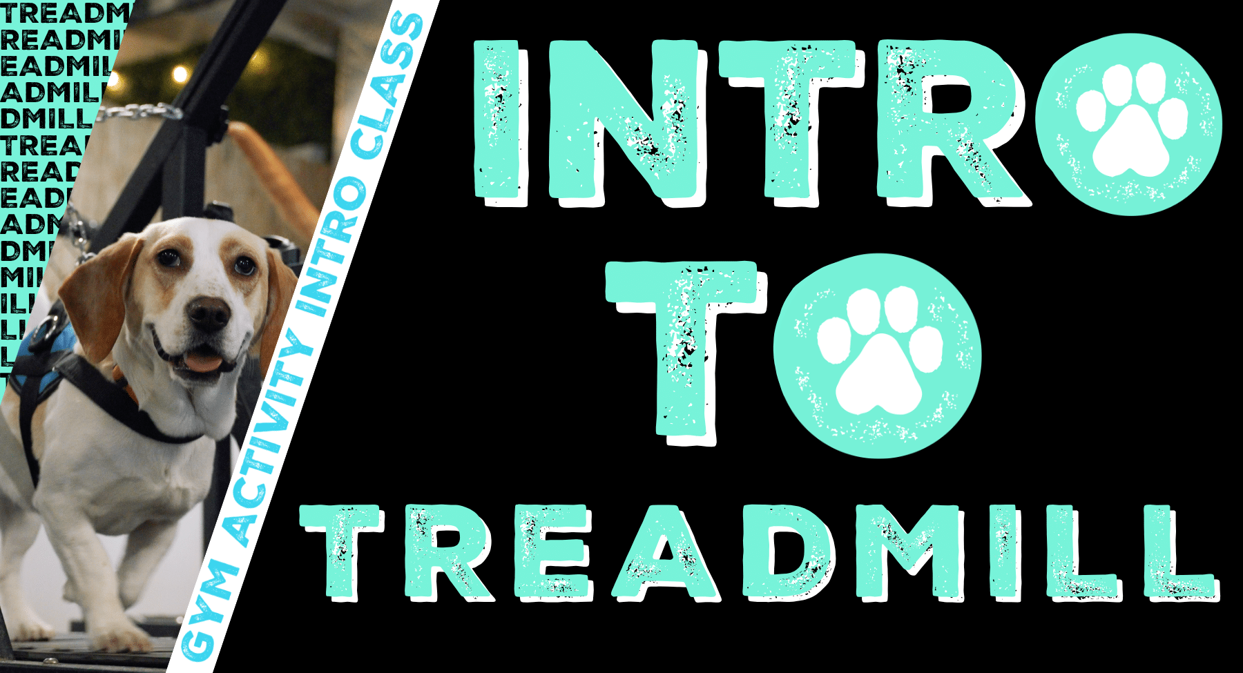 Gym Activity Introduction Class: Intro to Treadmill