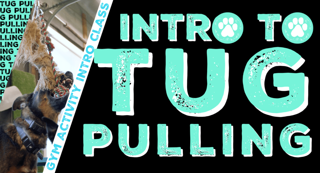 Gym Activity Introduction Class: Intro to Tug Pulling