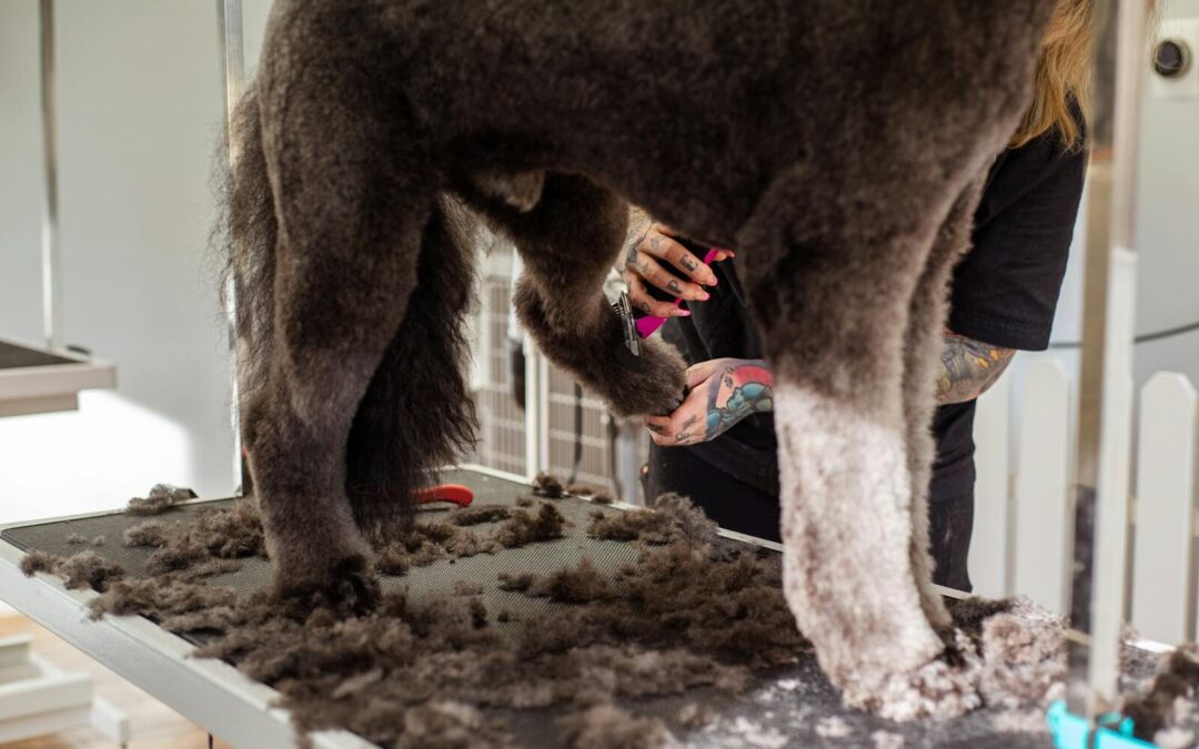 Dog Grooming in Alexandria, Virginia That Supports More Than Appearance