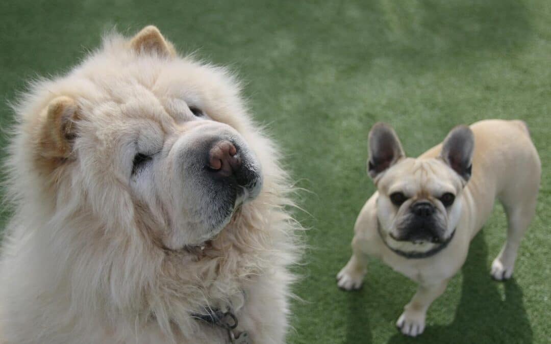 Doggie Day Care in Alexandria, Virginia for Dogs Who Need More Than Just Supervision