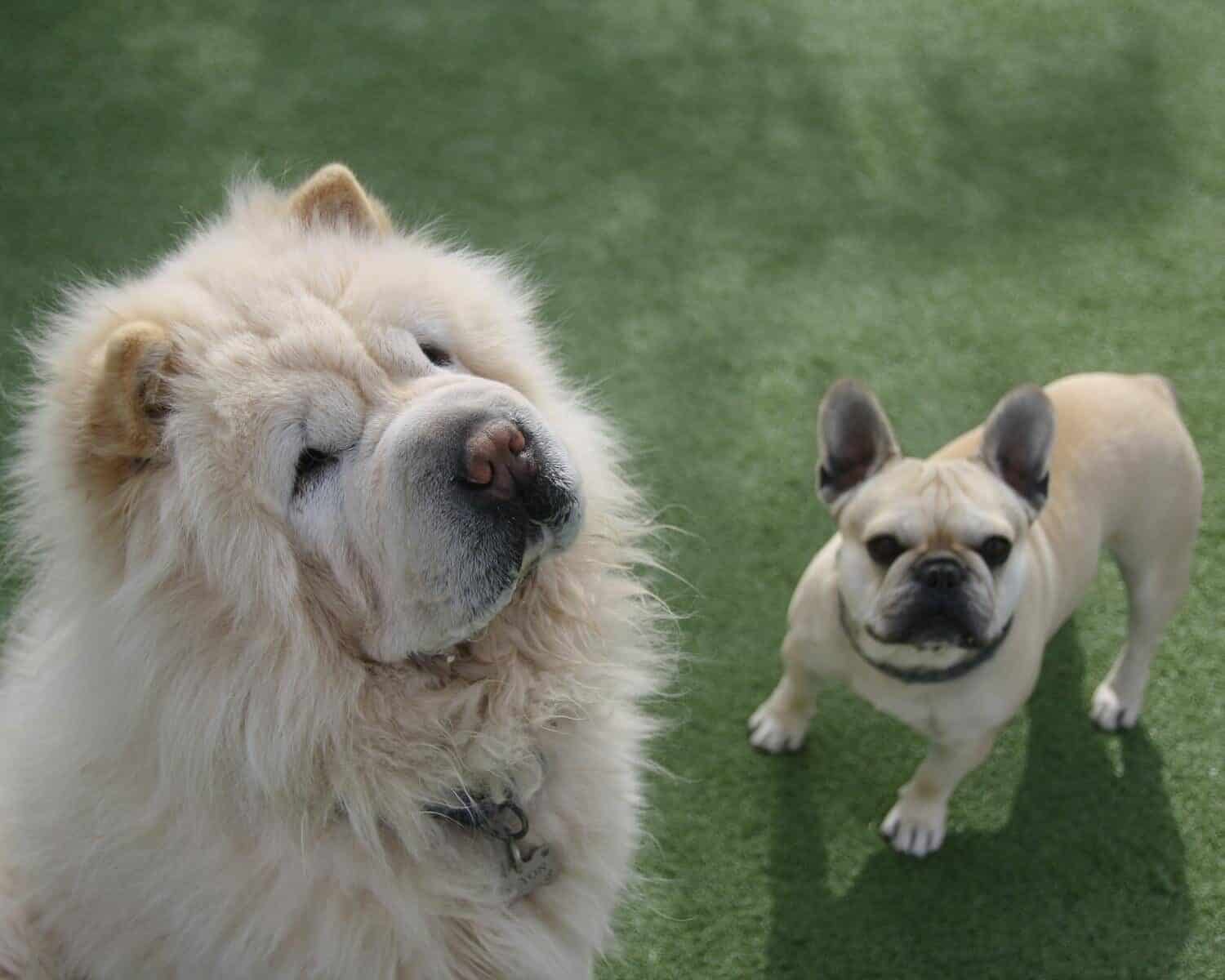 doggie day care in alexandria virginia