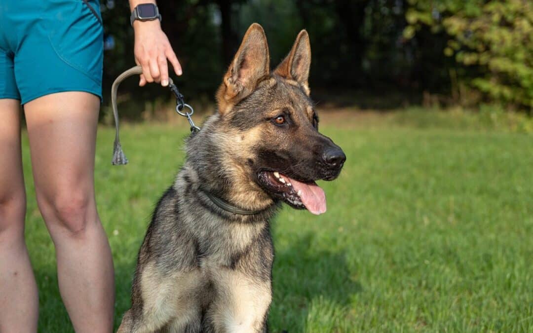 Finding a Dog Trainer in Arlington, Virginia Who Understands the Whole Dog