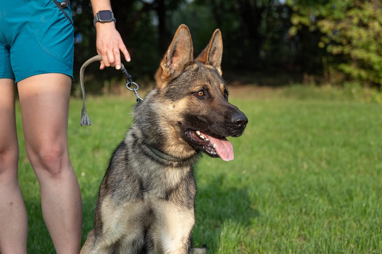 dog trainer in arlington virginia