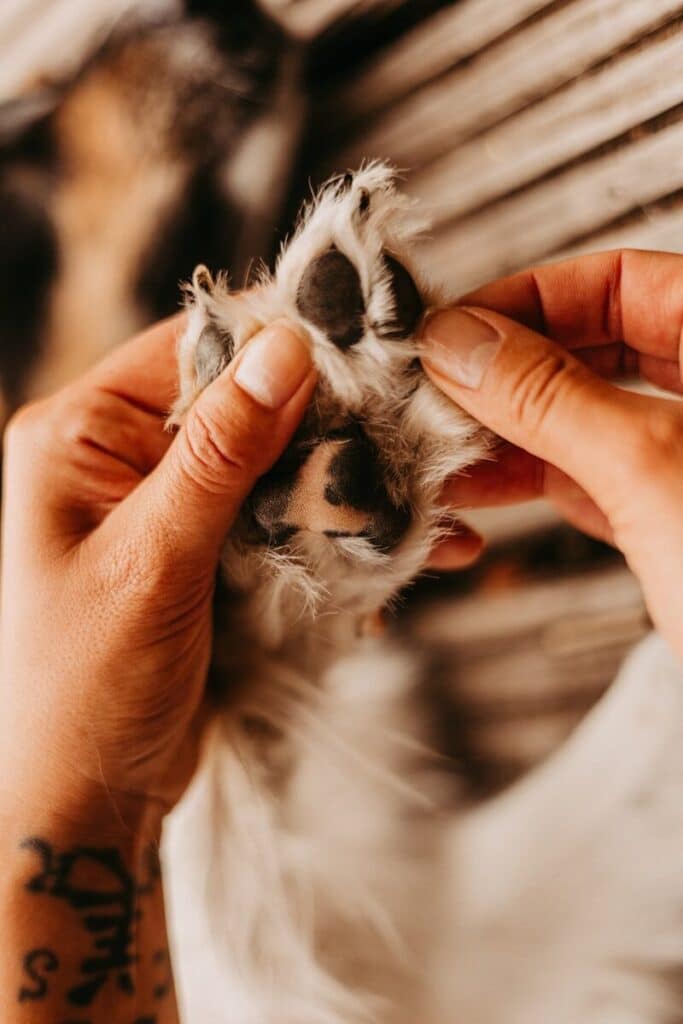 dog nail trimming in alexandria virginia