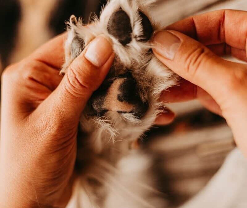 Dog Nail Trimming in Alexandria, Virginia for Healthier Movement and Comfort