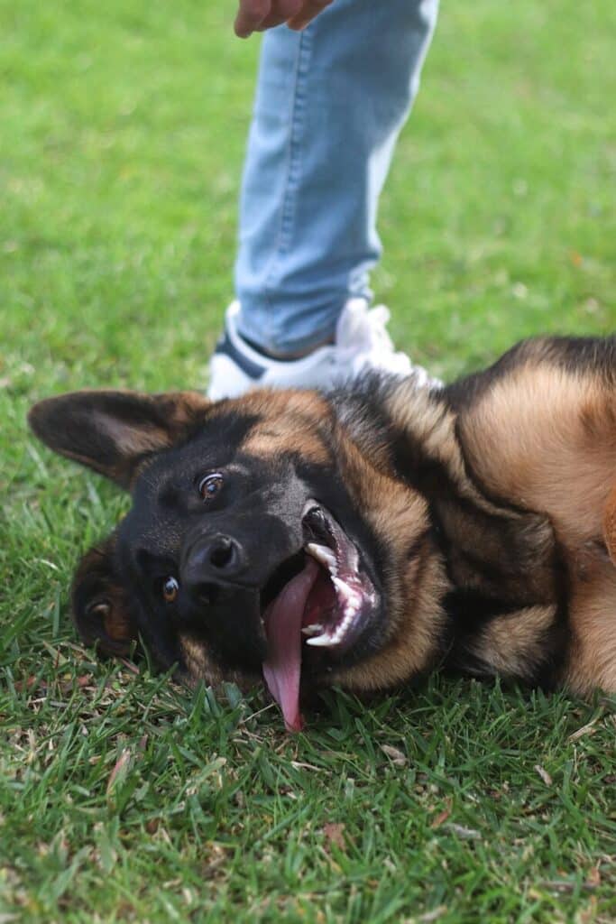 dog boarding services in arlington virginia
