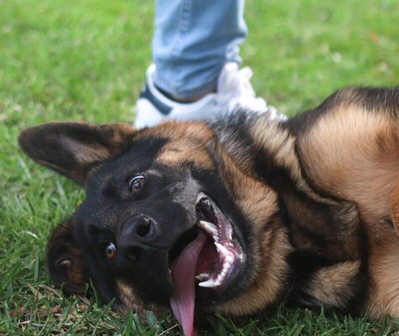 Dog Boarding Services in Arlington, Virginia That Go Beyond Basic Care
