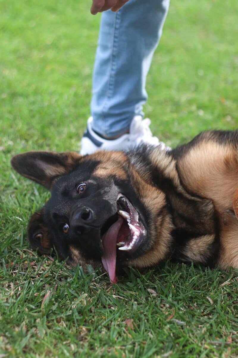 dog boarding services in arlington virginia