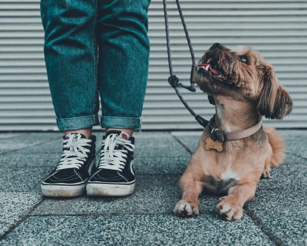 dog trainer in alexandria virginia