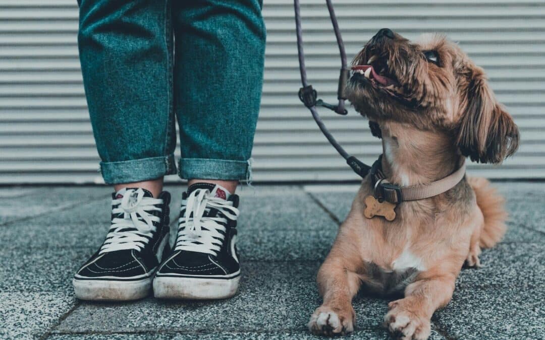 How to Choose the Right Dog Trainer in Alexandria, Virginia