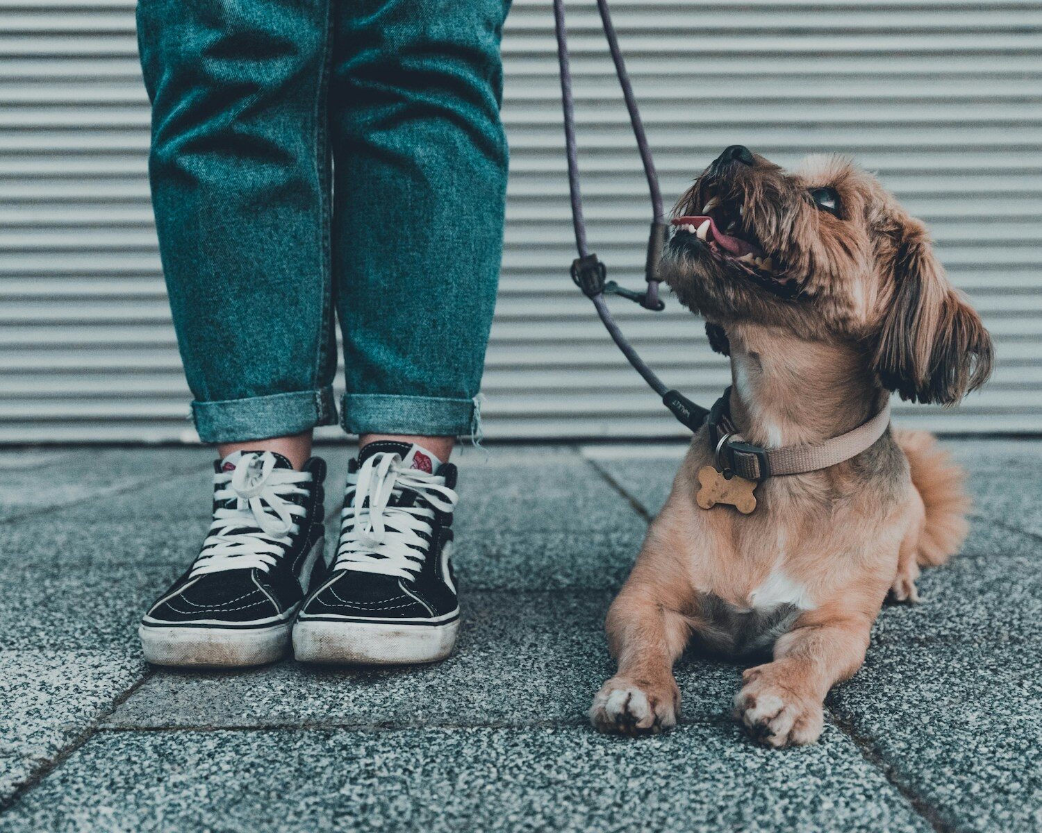 dog trainer in alexandria virginia
