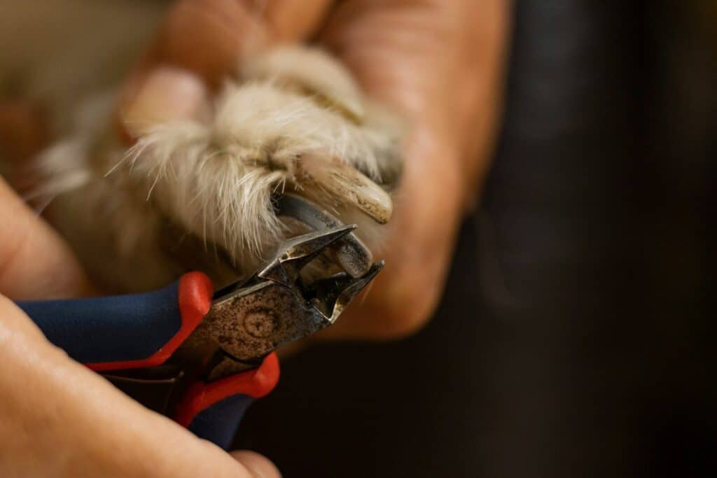 dog nail trimming in arlington virginia