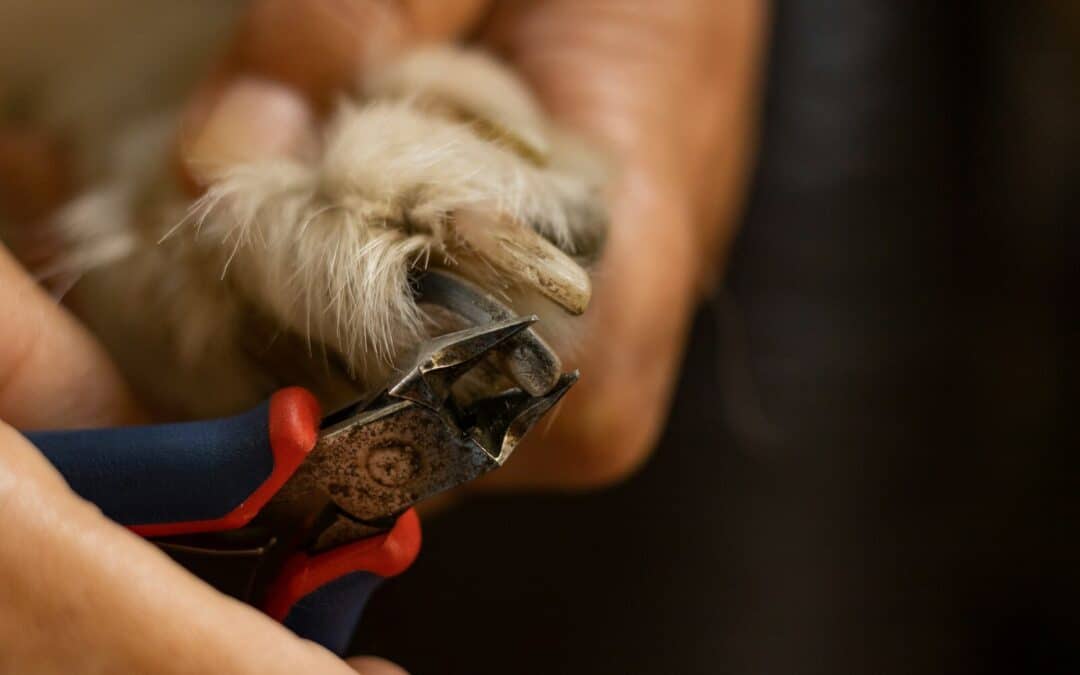 Dog Nail Trimming in Arlington, Virginia: Why It Matters More Than Many Owners Realize