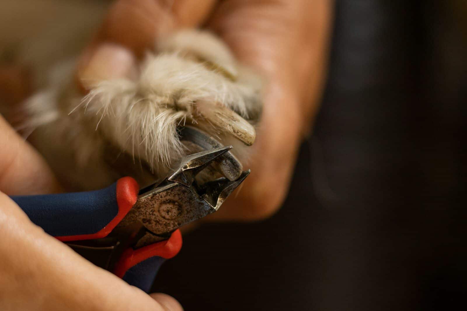 dog nail trimming in arlington virginia
