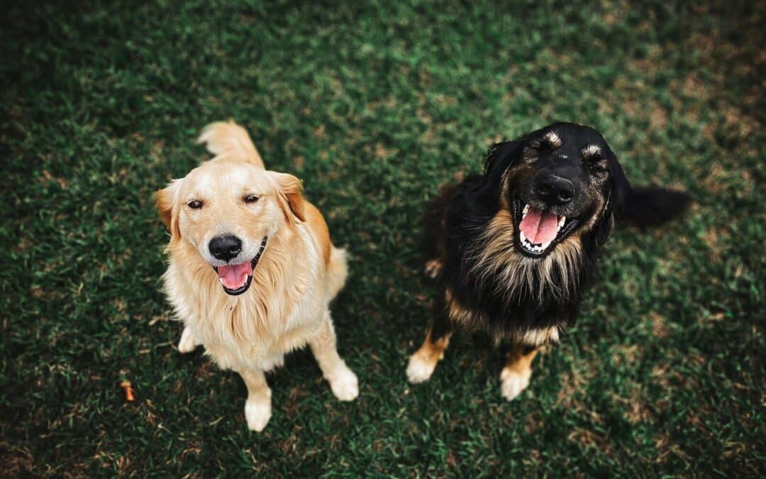 Dog Training in Arlington, Virginia That Supports Better Behavior and Better Connection