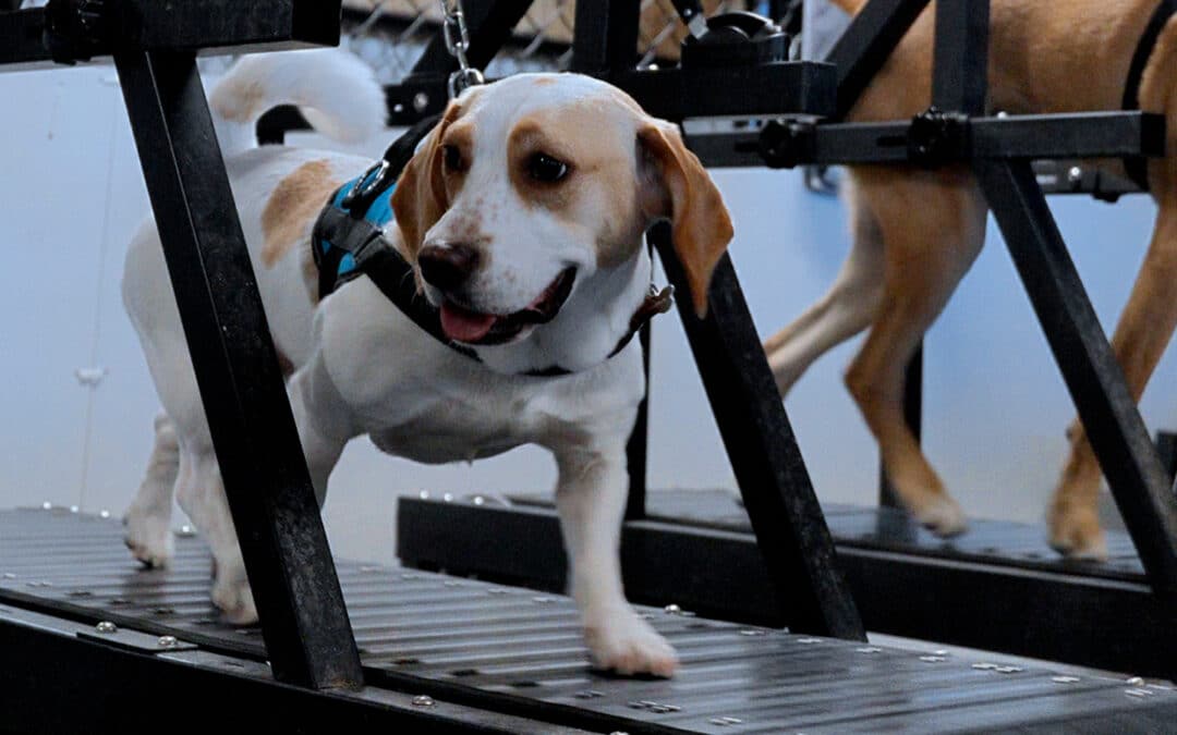 What Is a Dog Treadmill? A Guide for Northern Virginia Dog Owners