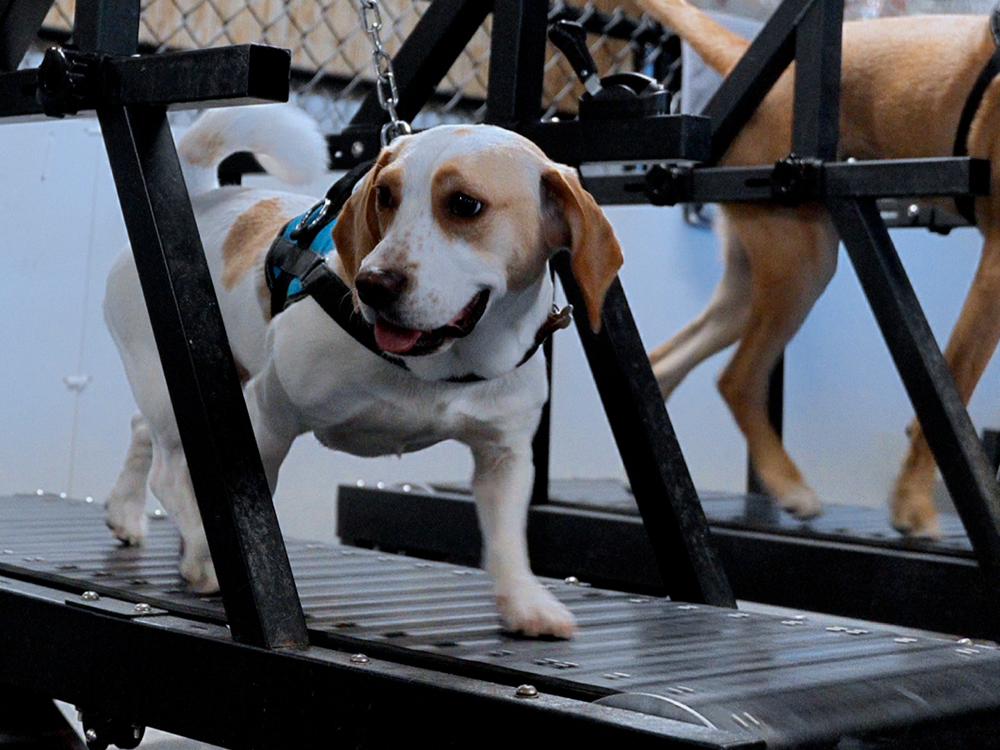What Is A Dog Treadmill? A Guide For Northern Virginia Dog Owners