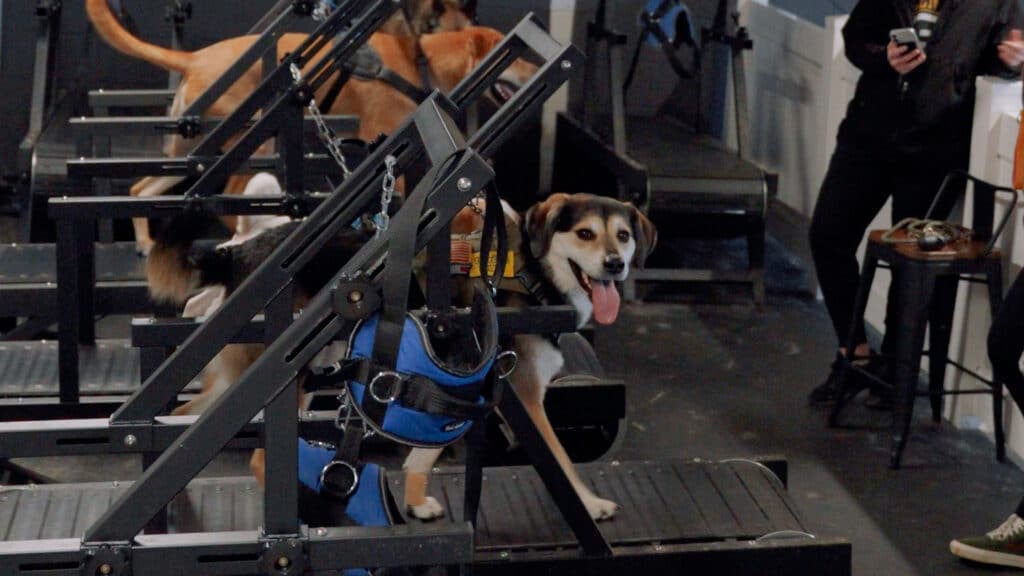 Fitness Journey at Canine Cardio