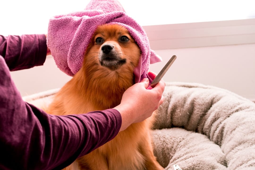 1. Brush Your Dog Daily