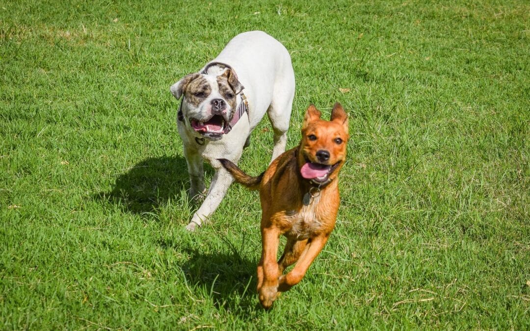 Experience Exceptional Dog Boarding Near Alexandria, Virginia at Canine Cardio in Arlington