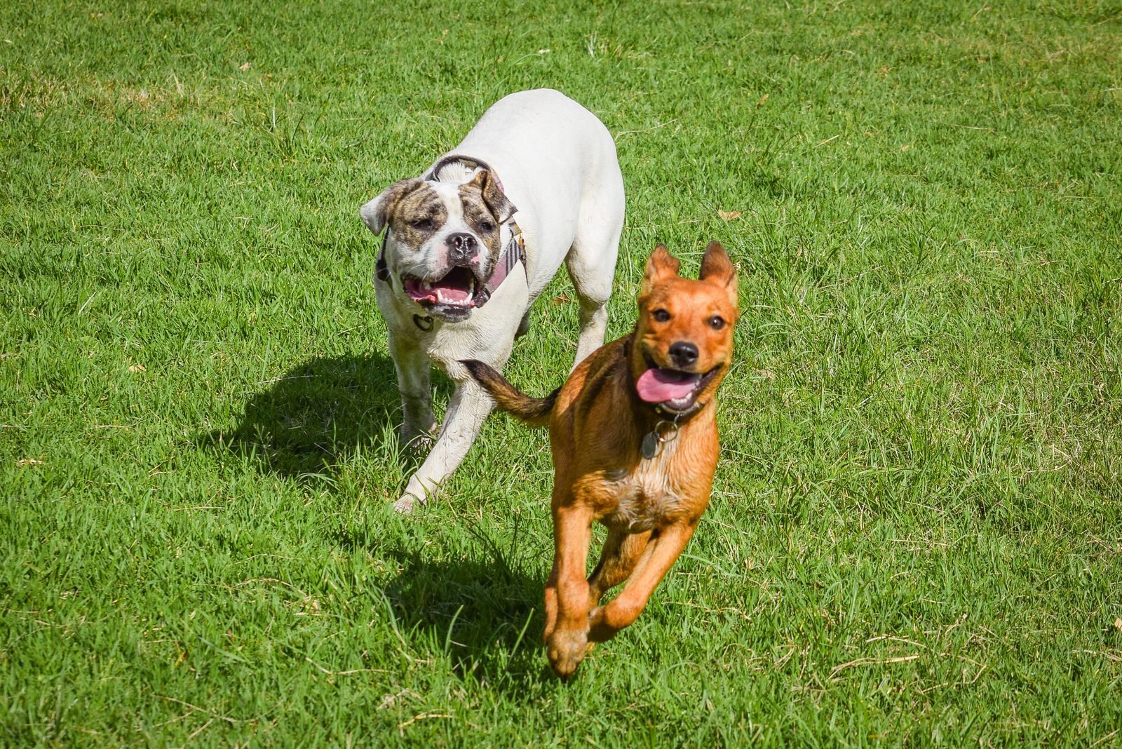 Dog Boarding Near Alexandria