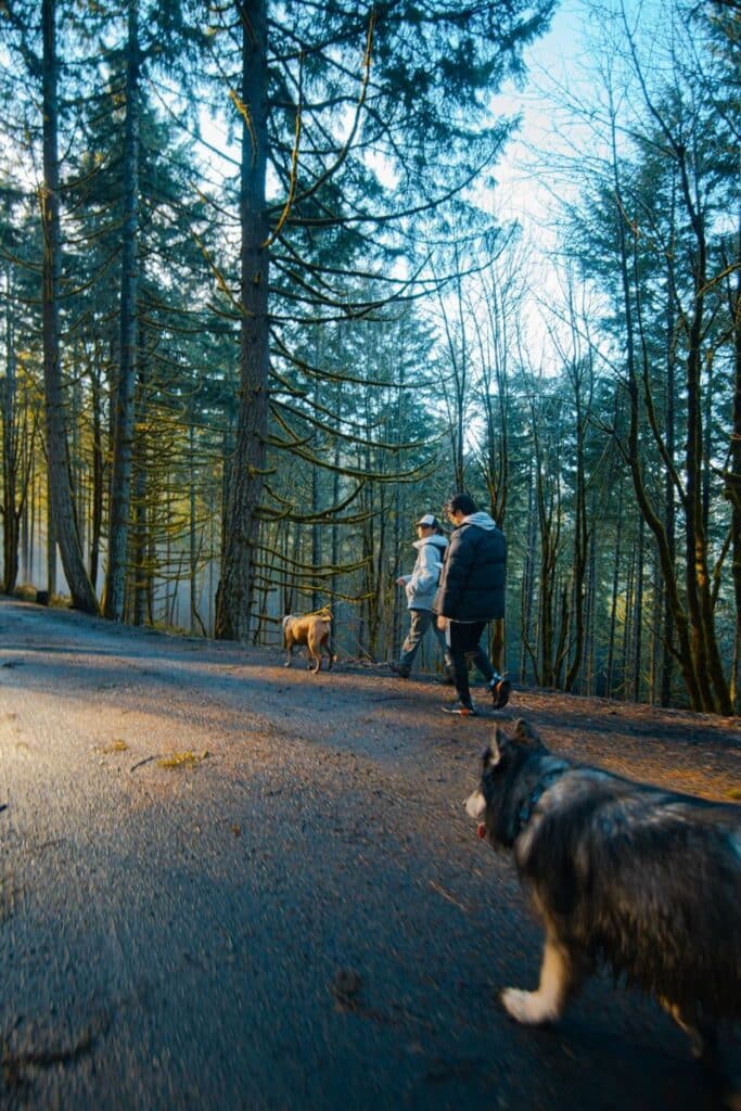 dog walkers in arlington
