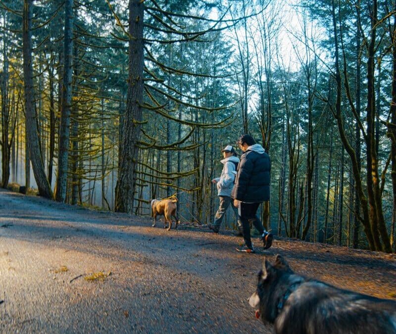 Dog Walkers In Arlington, VA For High Energy Dogs Why High Energy Dogs Need More Than a Quick Walk
