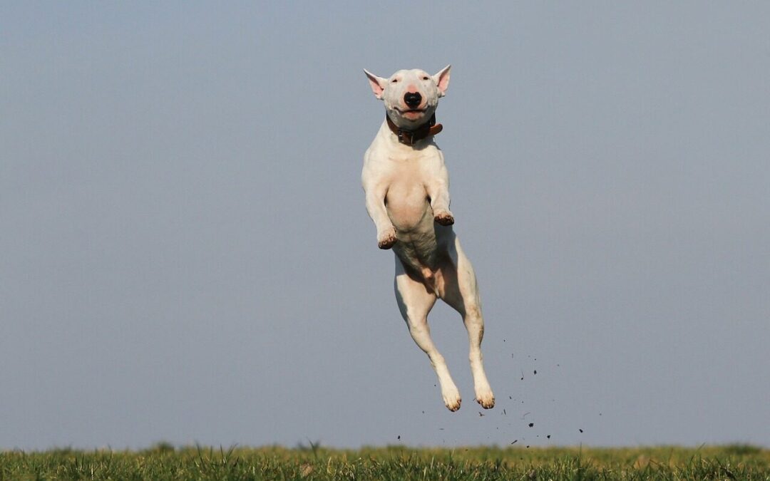 Discover the Best Dog Daycare in Arlington, Virginia: Why Canine Cardio Is the Top Choice for Your Furry Friend