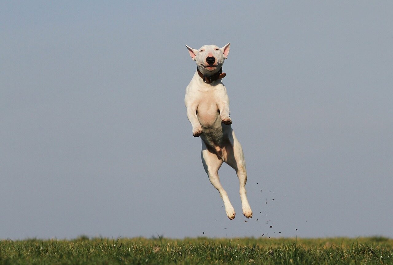 dog daycare in arlington