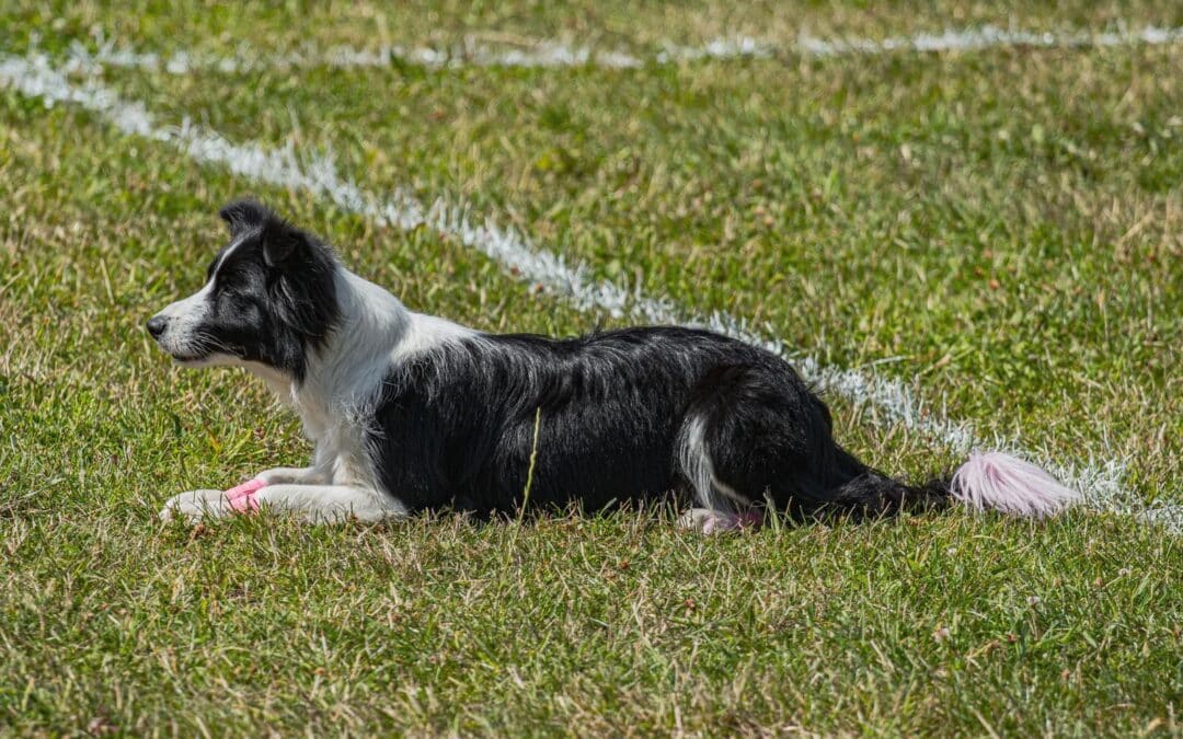 Why Canine Cardio Is the Best Place for Dog Agility Training in Arlington, Virginia